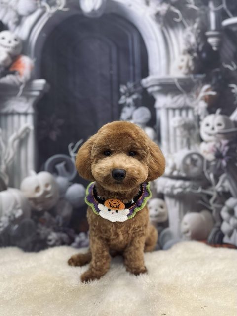 Apricot toy poodle with a round teddy face, wearing a Halloween collar