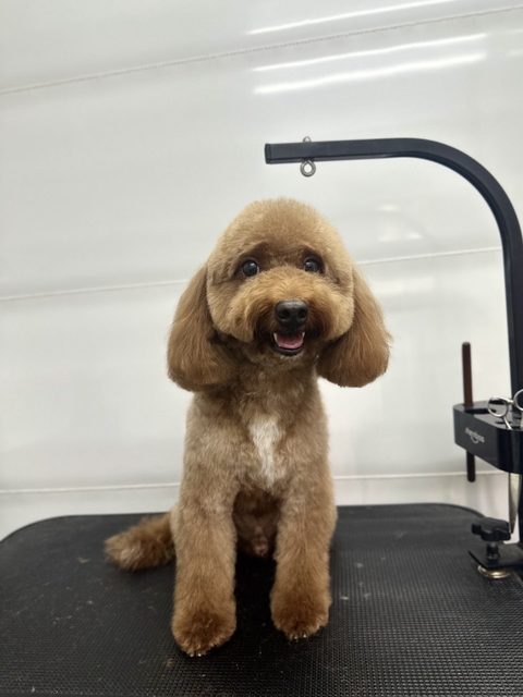 Apricot toy poodle with a rounded teddy bear face cut, smiling on the grooming table