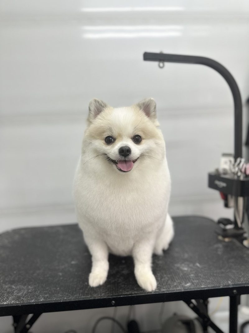 Cream Pomeranian sitting calmly on the grooming table at The Waggers Den home studio
