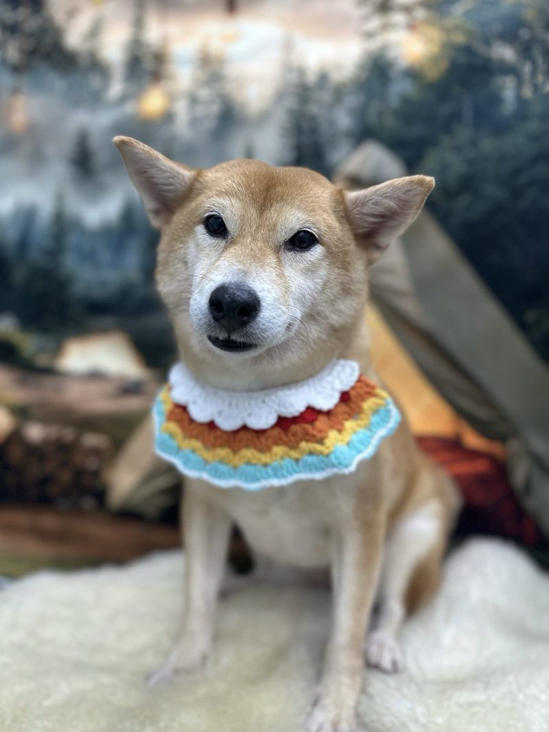 Shiba Inu relaxing in a colourful crochet collar at The Waggers Den
