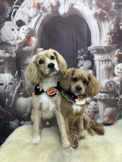 Two spaniel puppies posing together in Halloween crochet collars