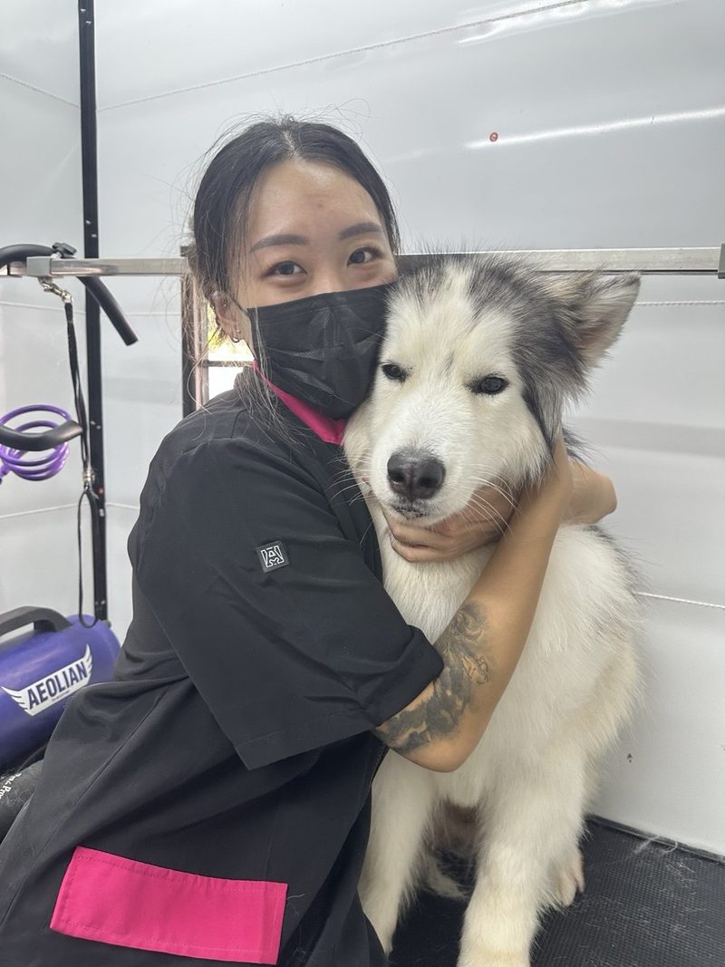 Yun Qi, founder of The Waggers Den, holding a Siberian Husky during a grooming session